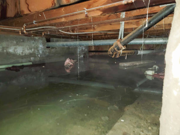Best Professional water damage repair  in Anson, TX